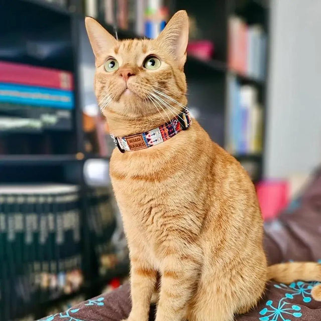 wild barks cat collars collection