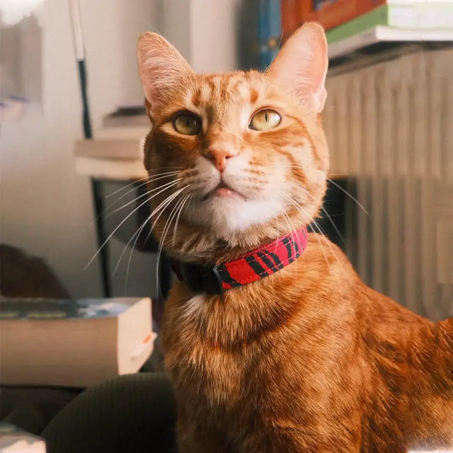 wild barks cat collars collection