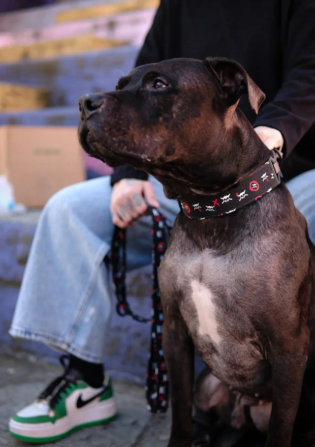 126 x wild barks dog collar