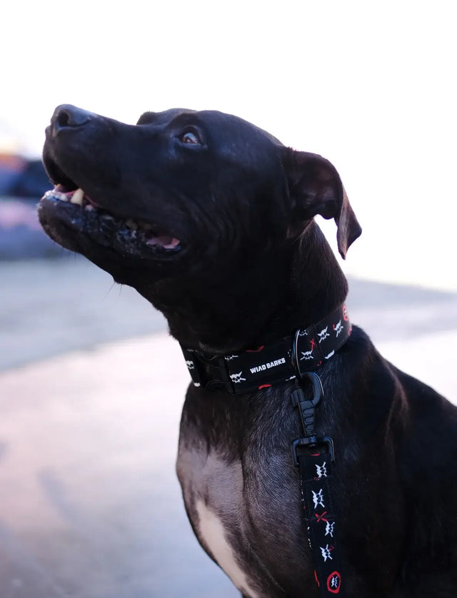 126 x wild barks dog collar