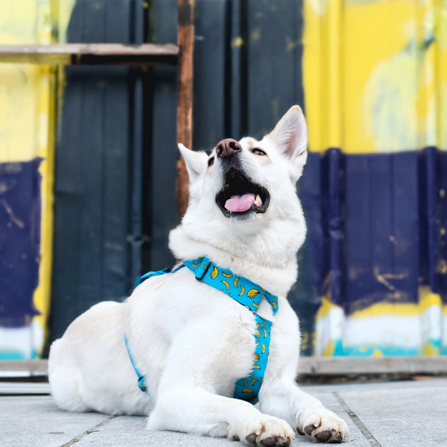 wild barks bananas dog harness