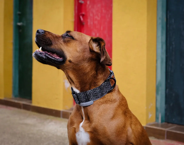 wild barks boheme dog collar