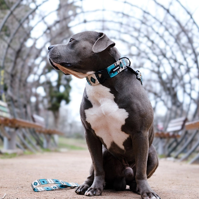 Buffalo dog collar