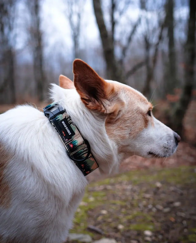 wild barks camp life dog collar