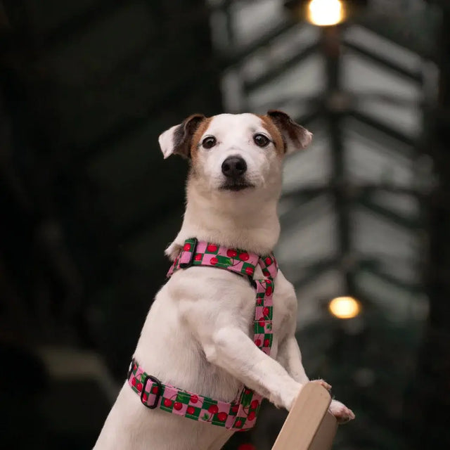 wild barks cherry dog harness