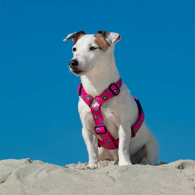 wild barks the eye dog harness
