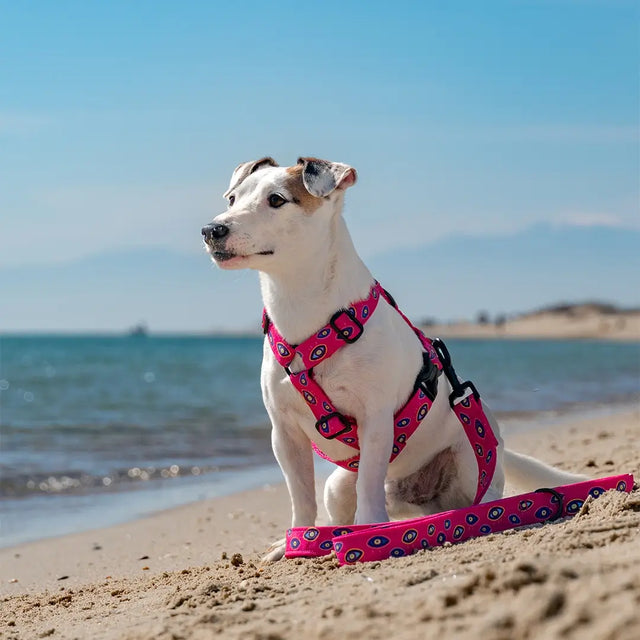 wild barks the eye dog leash