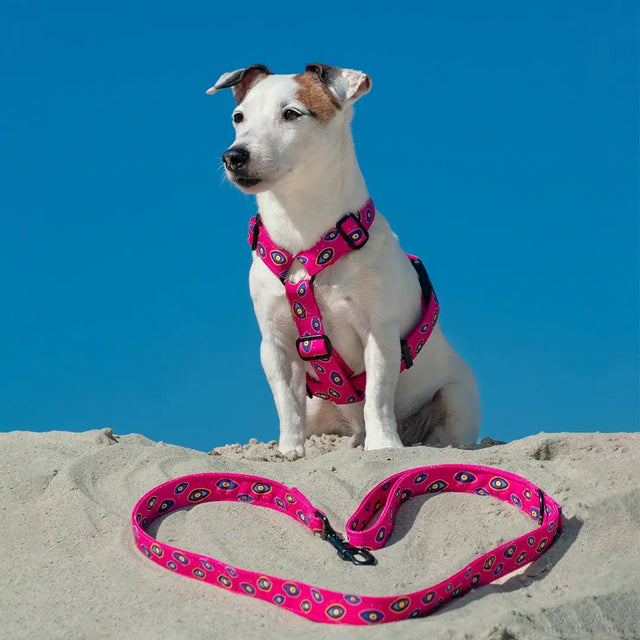 wild barks the eye dog leash