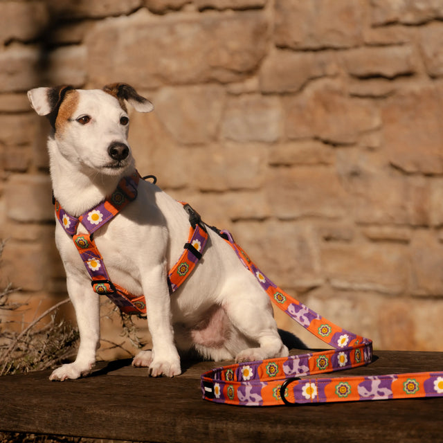 wild barks funky daisy σαμαράκι σκύλου