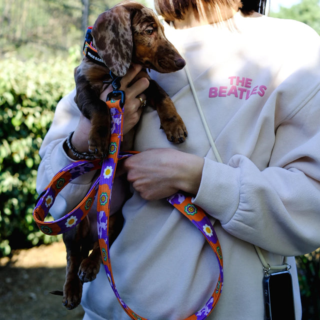 wild barks funky daisy οδηγός περιπάτου σκύλου