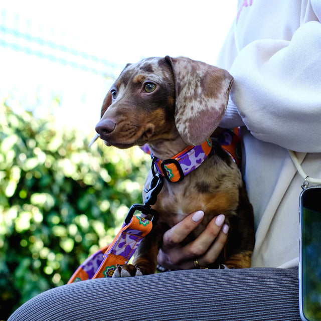 wild barks funky daisy dog collar
