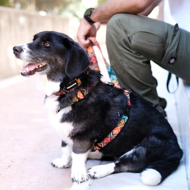 wild barks geometric illusion dog harness