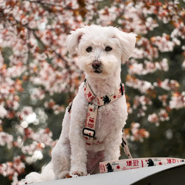 wild barks japan dog harness