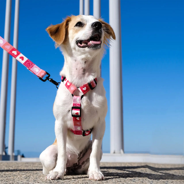wild barks love dog harness
