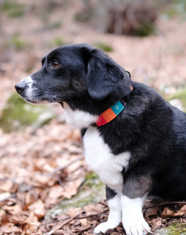 wild barks native dog collar