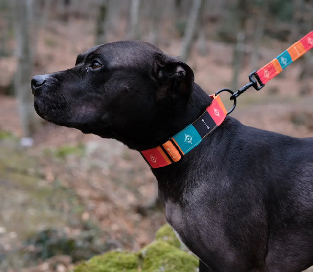 wild barks native dog collar