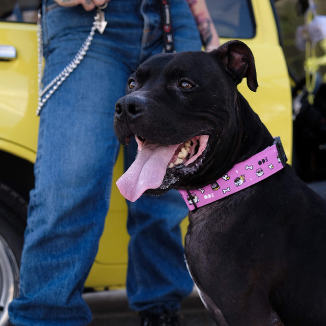 wild barks ode dog collar