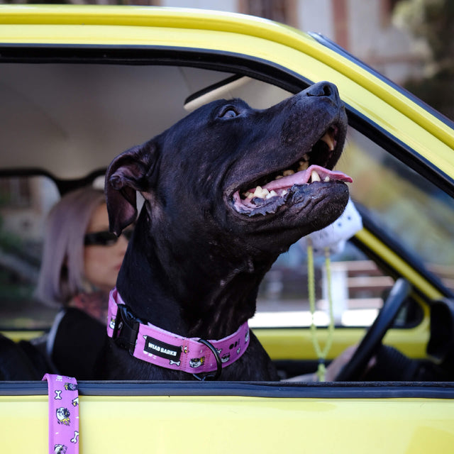 wild barks ode dog collar