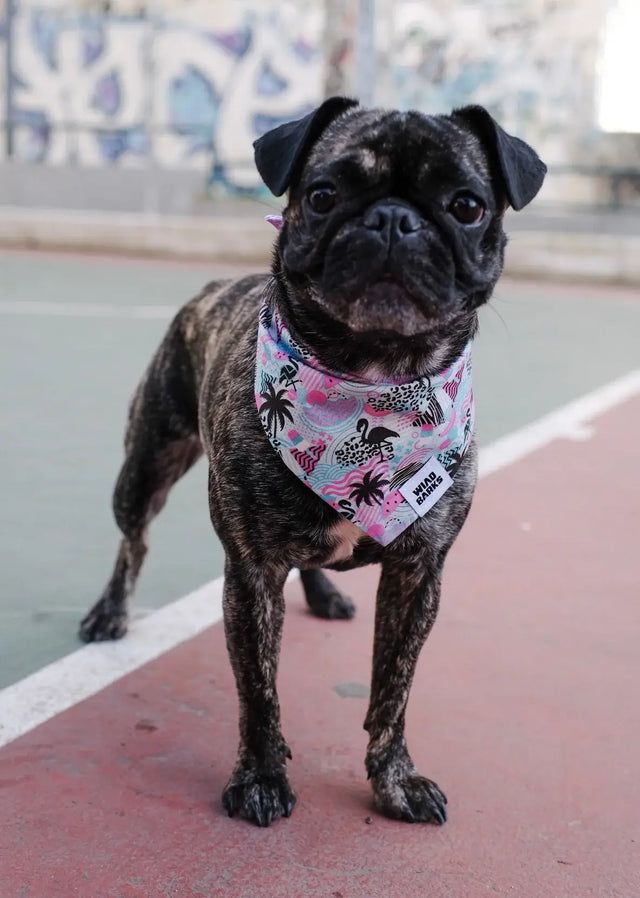 wild barks pool party dog bandana