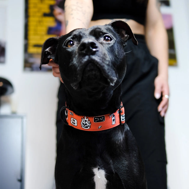 Riders dog collar