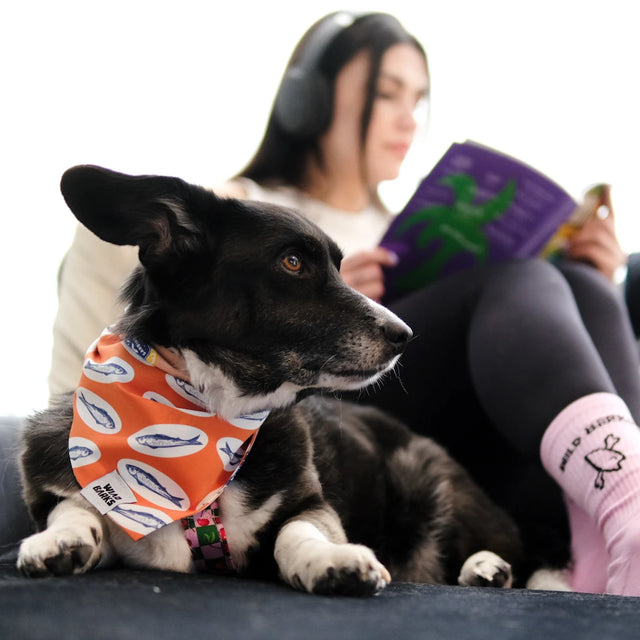 wild barks sardines dog bandana