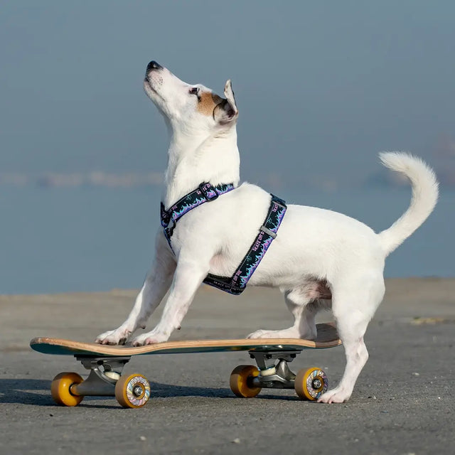 wild barks skate or die dog harness