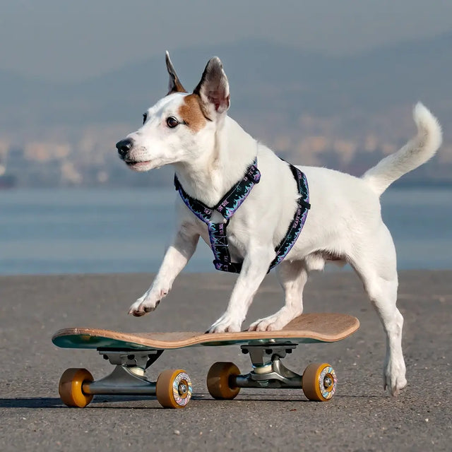 wild barks skate or die dog harness