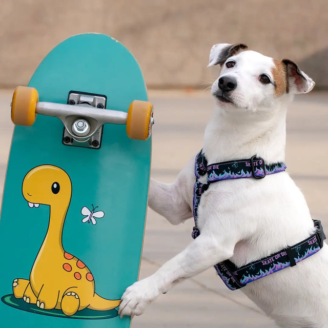 wild barks skate or die dog harness