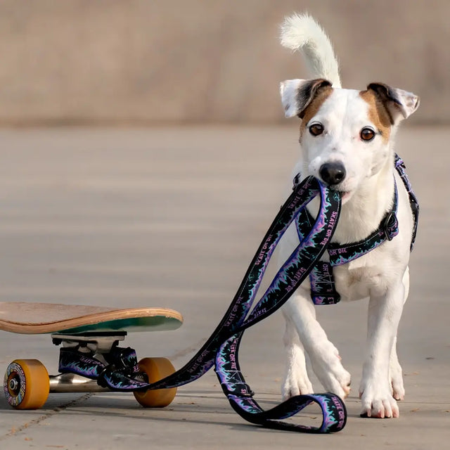 wild barks skate or die οδηγός περιπάτου σκύλου