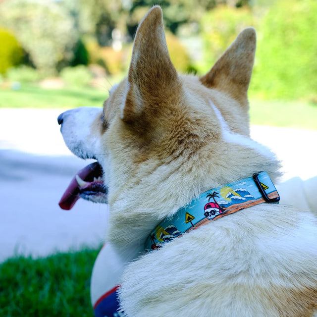 wild barks skull on the beach dog collar