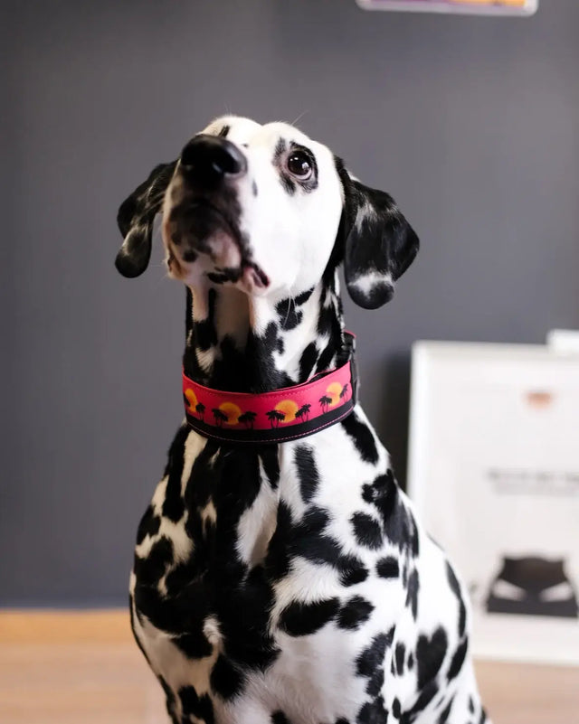 wild barks sunset in california dog collar