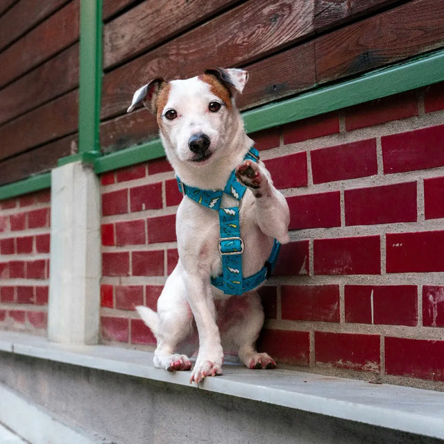 wild barks thunder dog harness
