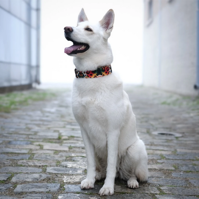 wild barks watercolor leopard dog collar