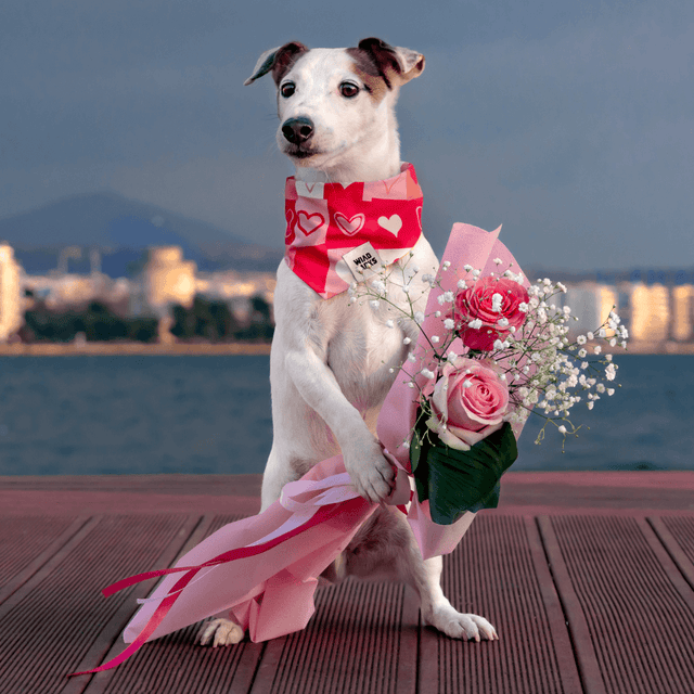 wild barks be my valentine collection