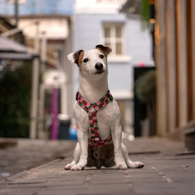 wild barks cherry collection