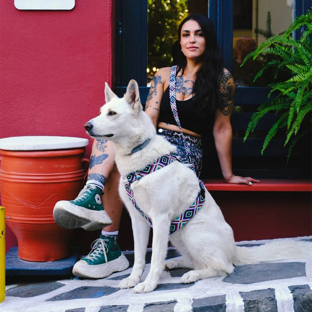 wild barks 2027 fall collection