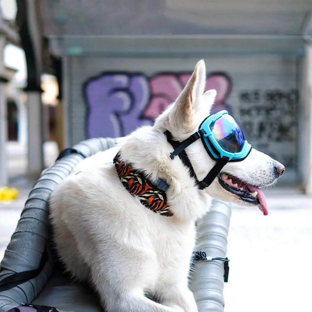 wild barks tiger collection