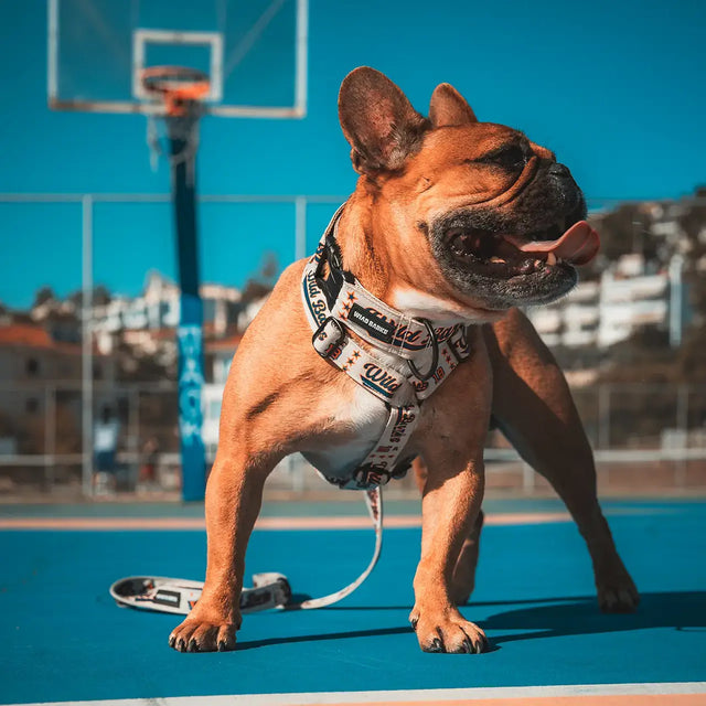 wild barks all-star collection