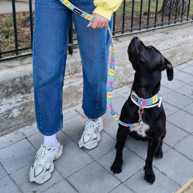 wild barks balloon dog οδηγός περιπάτου σκύλου