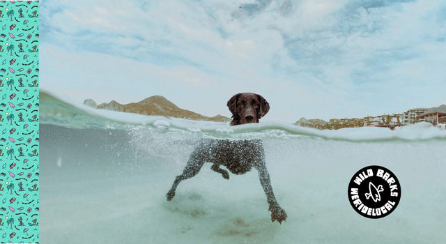 wildbarks barkriders collection