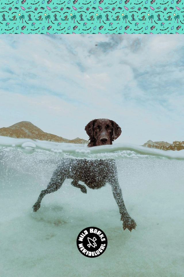 wildbarks barkriders collection