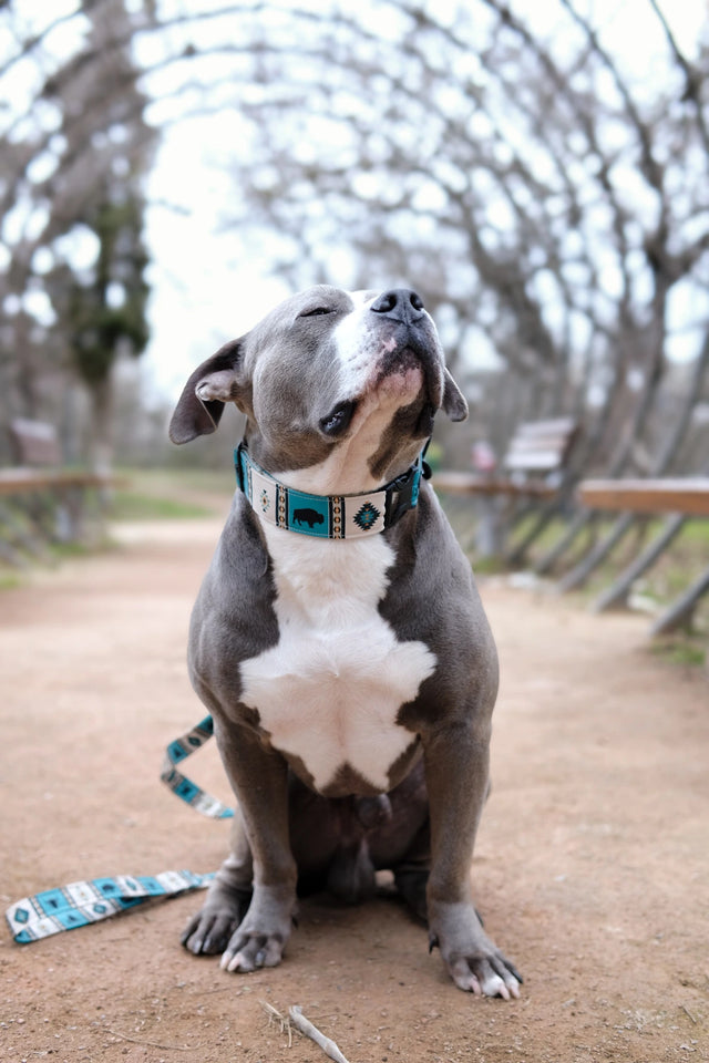 wild barks buffalo collection