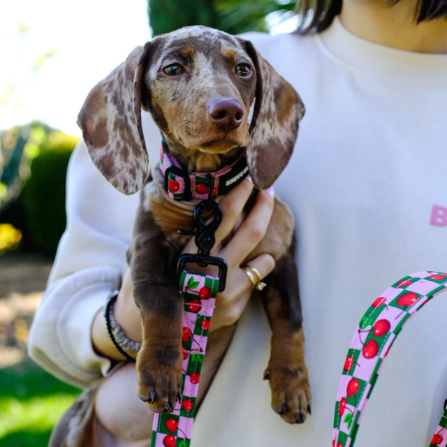 wild barks cherry dog collar