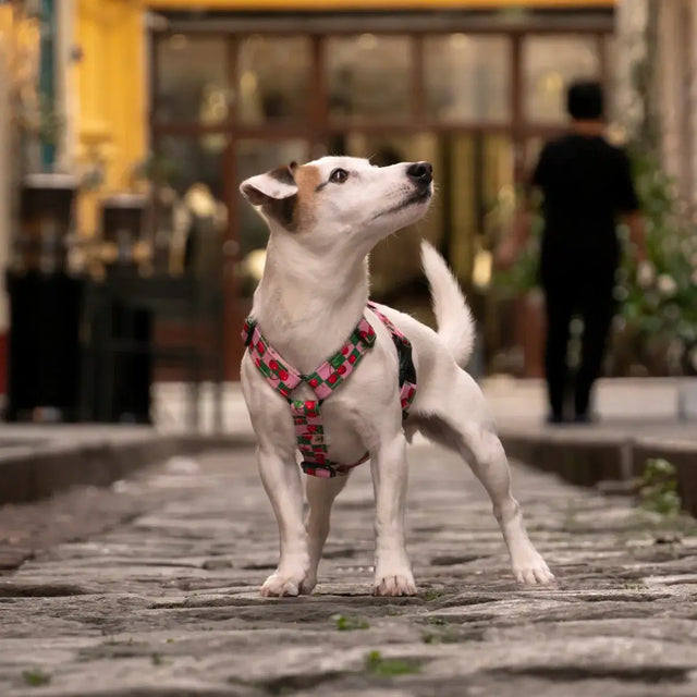 wild barks cherry dog harness