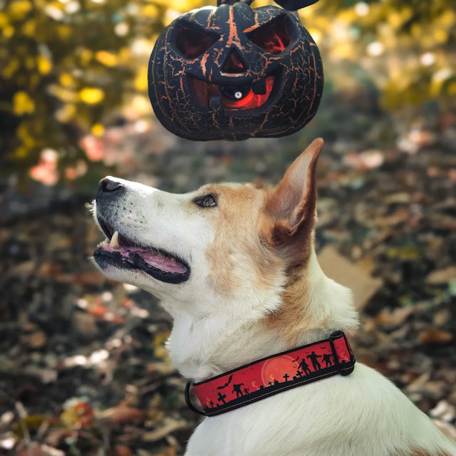 wild barks dawn of the dead dog collar