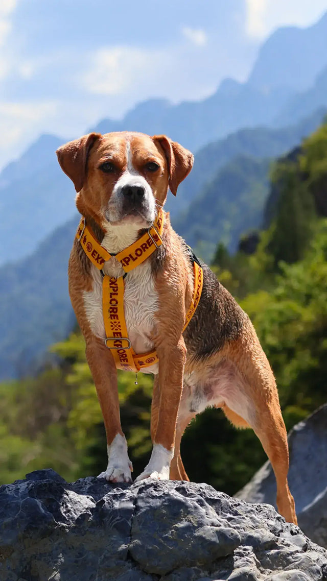 wild barks explore collection