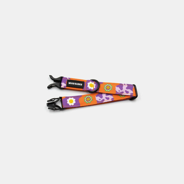 wild barks funky daisy dog collar