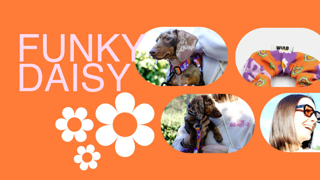 wild barks funky daisy collection