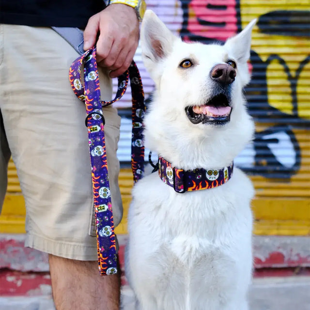 wild barks los muertos collection