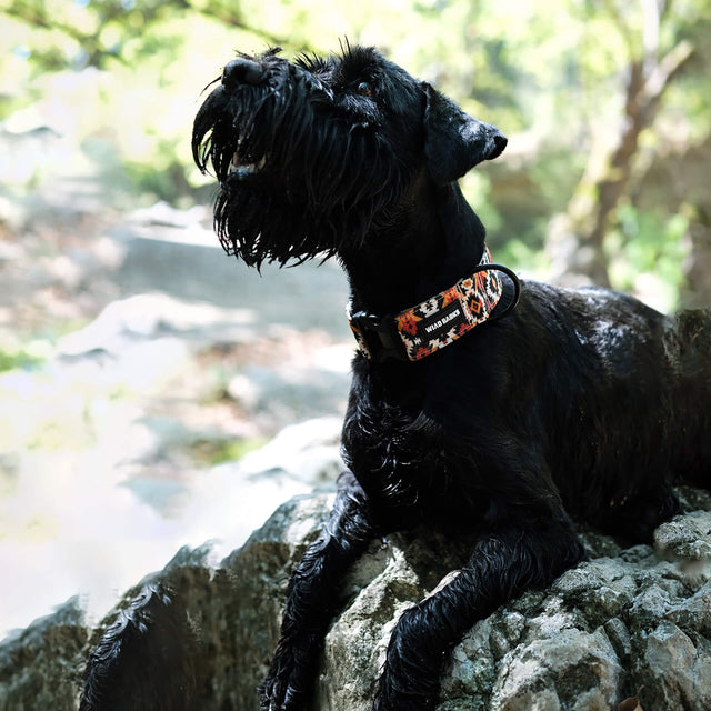 wild barks southwestern dog collar